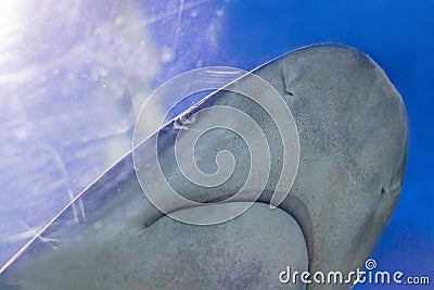 Big bull shark in the clear blue water of Atlantic ocean Stock Photo
