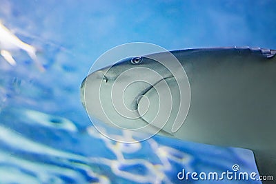 Big bull shark in the clear blue water of Atlantic ocean Stock Photo