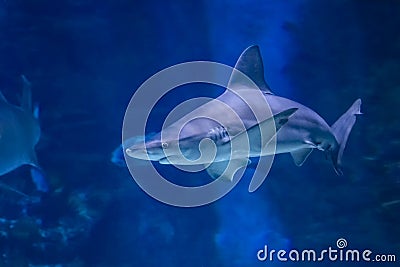 Big bull shark in the clear blue water of Pacific ocean Stock Photo