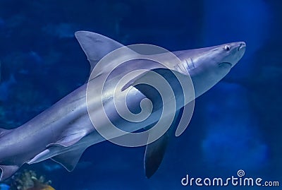 Big bull shark in the clear blue water of Pacific ocean Stock Photo