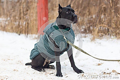 Big bulldog obediently performs in winter training Stock Photo