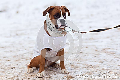 Big bulldog obediently performs in winter training Stock Photo