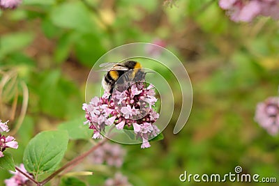 Big bumblebee pollinates flower in summer Stock Photo