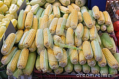 Corn Ears Maize Stock Photo