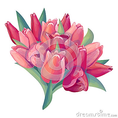 Big bunch of detailed pink and red fresh tulips isolated on white background. Illustration of flowers can be used for festive and Vector Illustration