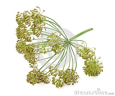 Big bunch of dill seeds Stock Photo