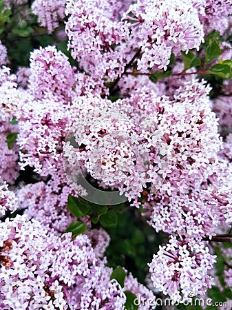 Big bush of rich lilac flowers in peak of spring blossom. Stock Photo