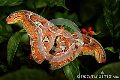 Big butterfly in the dark forest. Beautiful big butterfly, Giant Atlas Moth-aka, Attacus atlas in habitat, India. Wildlife from Stock Photo