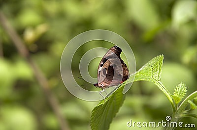 Butterfly Stock Photo