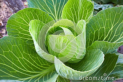 Organic big fresh cabbage. Fresh Green Head. Stock Photo