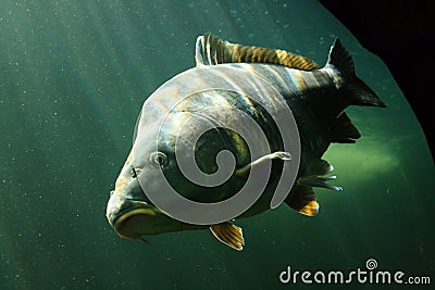 Big Carp (Cyprinus Carpio) Stock Photo