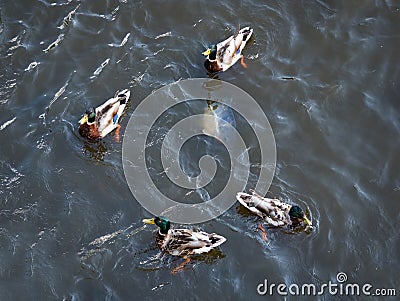 Big carp among the ducks on the pond. Stock Photo