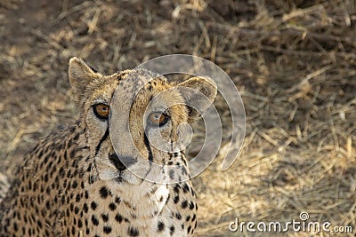 Big Cat Face: Curious Cheetah Stock Photo