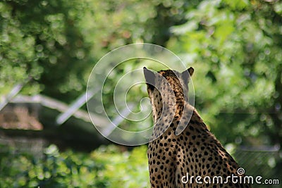big cat gepard in a german zoo green background Stock Photo