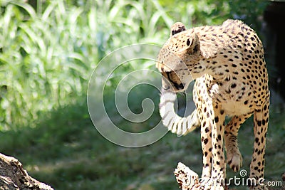 big cat gepard sitting on a tree Stock Photo