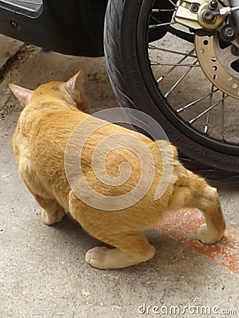 Big cat has short tail. Stock Photo