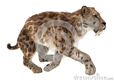 Big Cat Smilodon Stock Photo