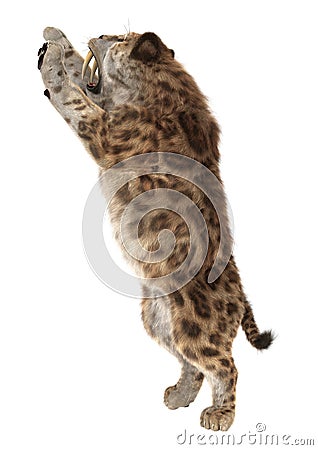 Big Cat Smilodon Stock Photo