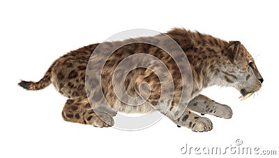 Big Cat Smilodon Stock Photo