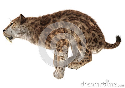 Big Cat Smilodon Stock Photo