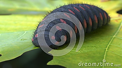 Big caterpillar black with red dots eating leaf 3d illustration Stock Photo