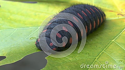 Big caterpillar black with red dots eating leaf 3d illustration Stock Photo