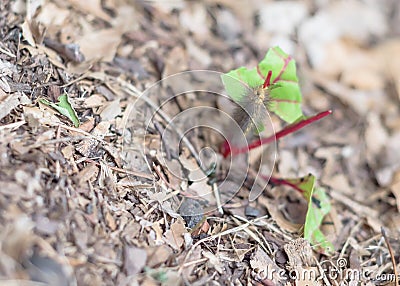 Big caterpillar insect damaging red Swiss chard plant at organic vegetable garden near Dallas, Texas, USA Stock Photo