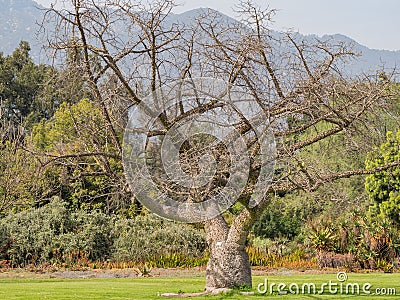 Big Ceiba speciosa Stock Photo