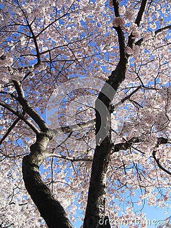 Big Cherry Blossom Tree Stock Photo