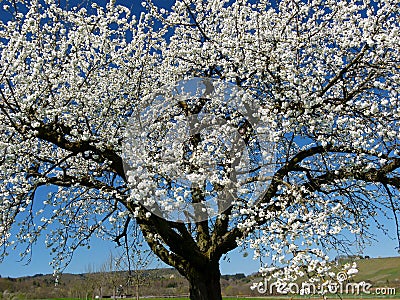 Big cherry tree in bloom in front of blue sky and vineyards in the background Stock Photo