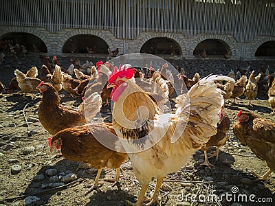 A big chicken family and cock on the farm Stock Photo