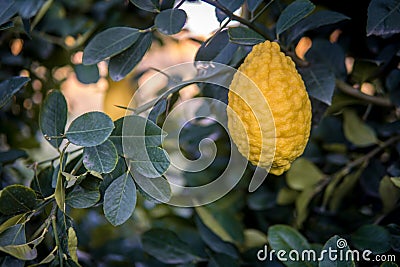 Big Citron lemon on branch of hyrid lemon tree. Stock Photo