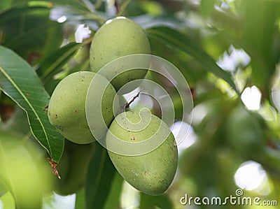 Medium close up of three unripe green mangoes Stock Photo
