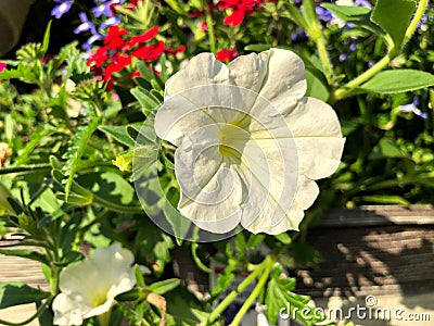 Medium close up of a white hybrid petunia flower in a garden Stock Photo