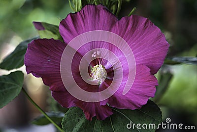 Big closeup Deep Pink Hibiscus flower HD Image Stock Photo