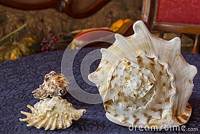 Big cockleshell on blue textile background. Close up snail conch Stock Photo