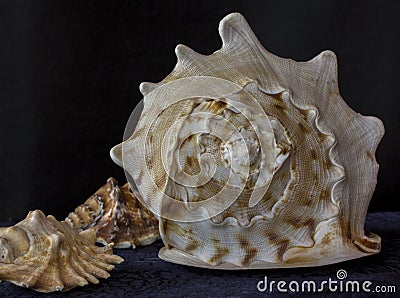 Big cockleshell. Close up snail conch texture Stock Photo