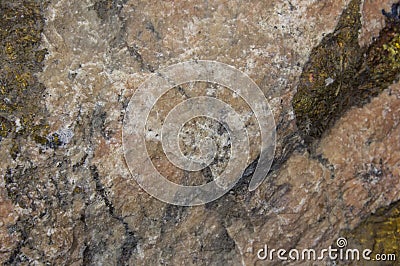 Big cockleshell. Close up snail conch texture Stock Photo