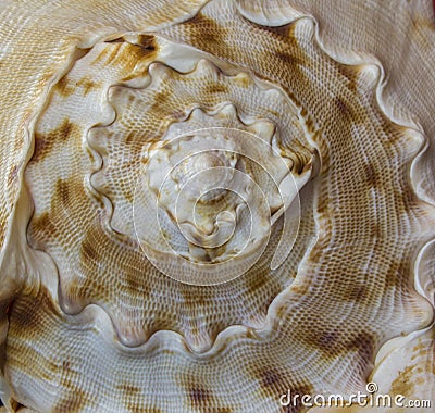 Big cockleshell. Close up snail conch texture Stock Photo