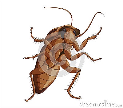 Big cockroach Vector Illustration