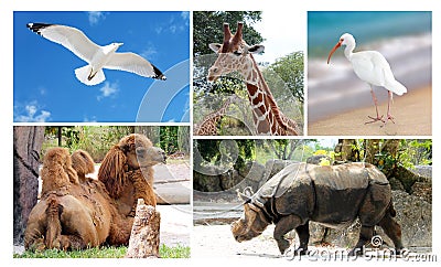 Big collage wild life animals Stock Photo