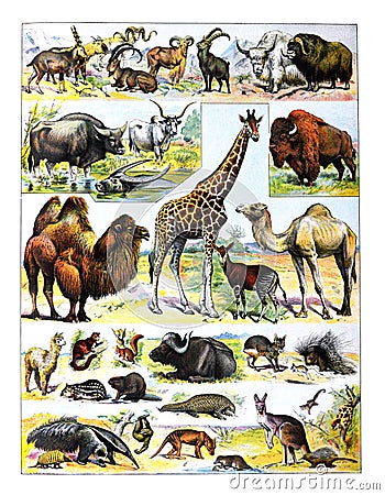 Big collection of different African animals or mammals and zoo animals collage / Antique engraved illustration from from La Rousse Cartoon Illustration