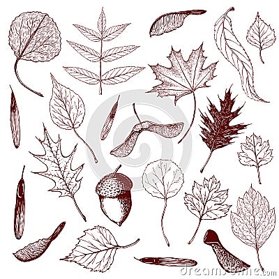 Big collection of engraved forest leaves and seeds. Hand drawn outline illustration of different types of leaves like birch, Cartoon Illustration
