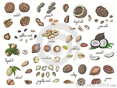 Big collection of isolated colored nuts and seeds on white background Vector Illustration