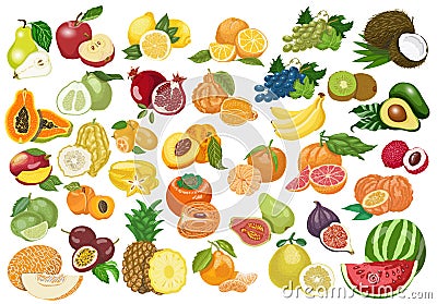 Big collection of isolated fruits on white background Vector Illustration