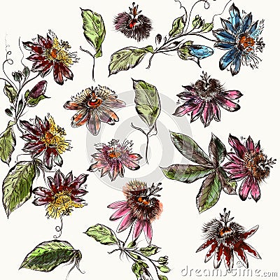 Big collection of retro style flowers. Botanical illustration de Cartoon Illustration