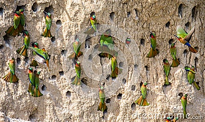 Big colony of the Bee-eaters in their burrows on a clay wall. Africa. Uganda. Cartoon Illustration