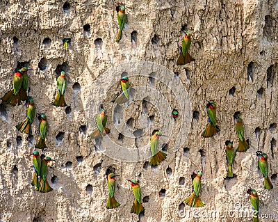 Big colony of the Bee-eaters in their burrows on a clay wall. Africa. Uganda. Cartoon Illustration