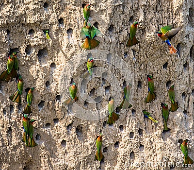 Big colony of the Bee-eaters in their burrows on a clay wall. Africa. Uganda. Cartoon Illustration