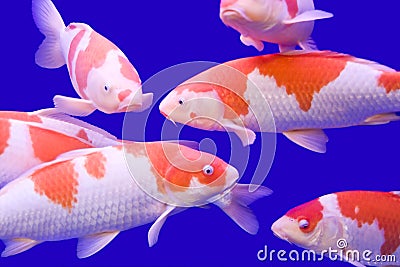Big colorful Koi carp Stock Photo
